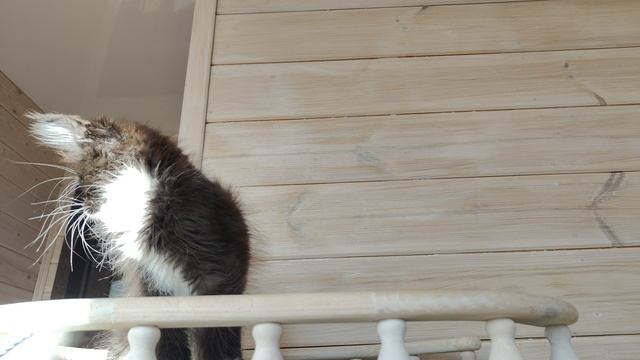 VID20250308163206.mp4