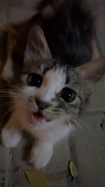 scene_output.mp4