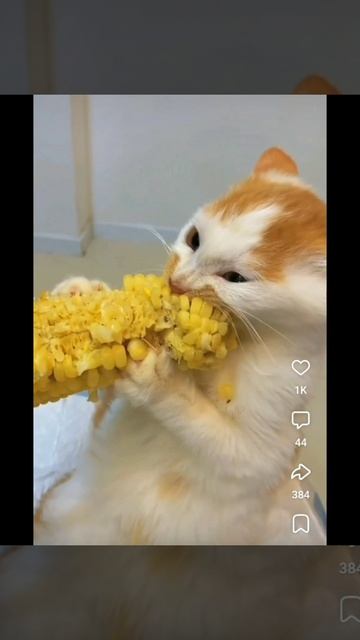 Кот смешно ест кукурузу 🤣
