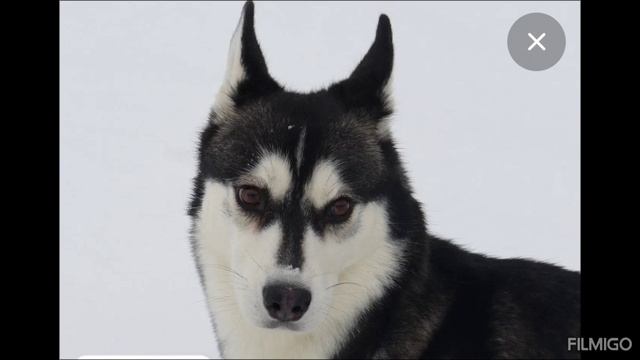 хаски