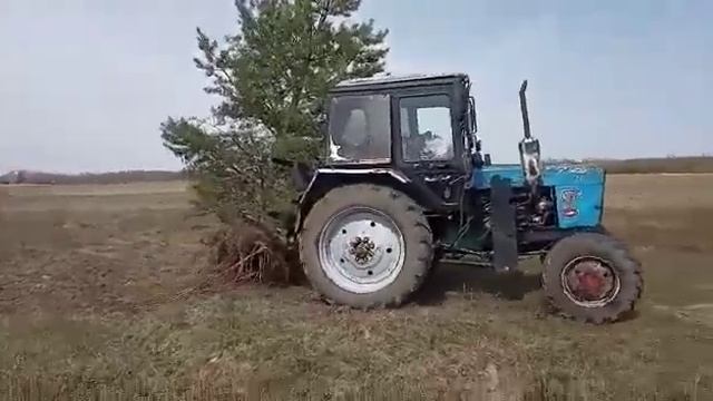 Корчувач дерев на трактор МТЗ в роботі