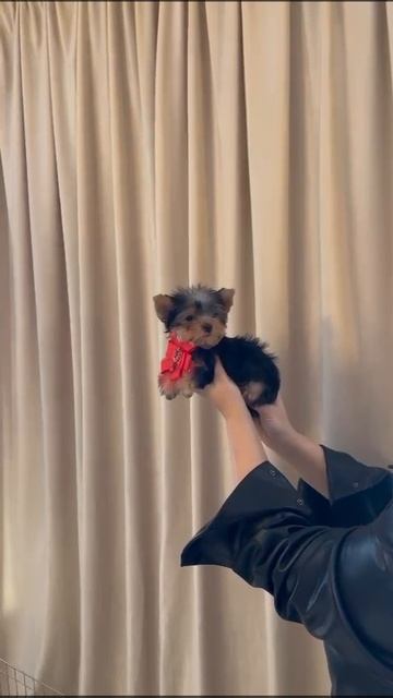 VID-20250314-WA0000.mp4