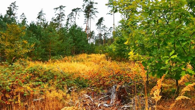 Природная красота. Безмятежный лес, чистые звуки леса. Пение птиц. Релакс на видео.