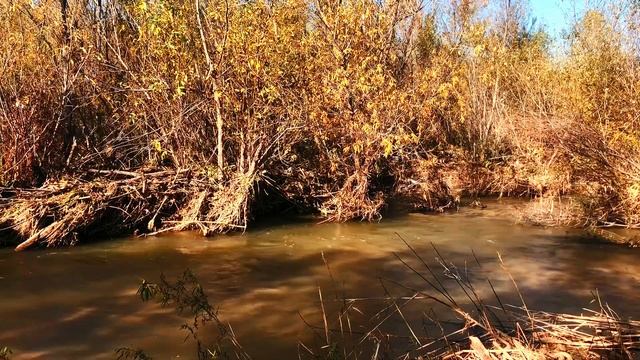 Природная релаксация. Звуки разлившейся по весне реки. Трава и прибрежная чаща леса.