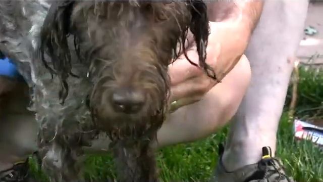 Kong Zoom Groom Pet Bathing Brushes