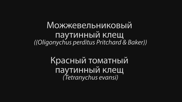 Паутинные клещи