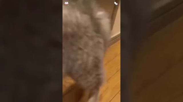 Котоподборочка🐱🐾