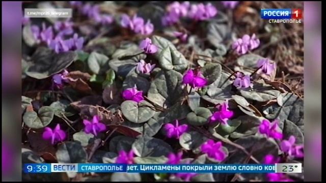 На Ставрополье распускаются первоцветы