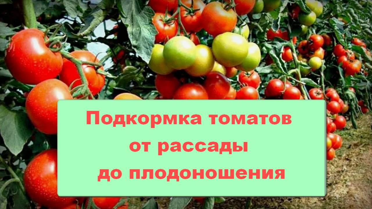 Подкормка томатов от рассады до плодоношения