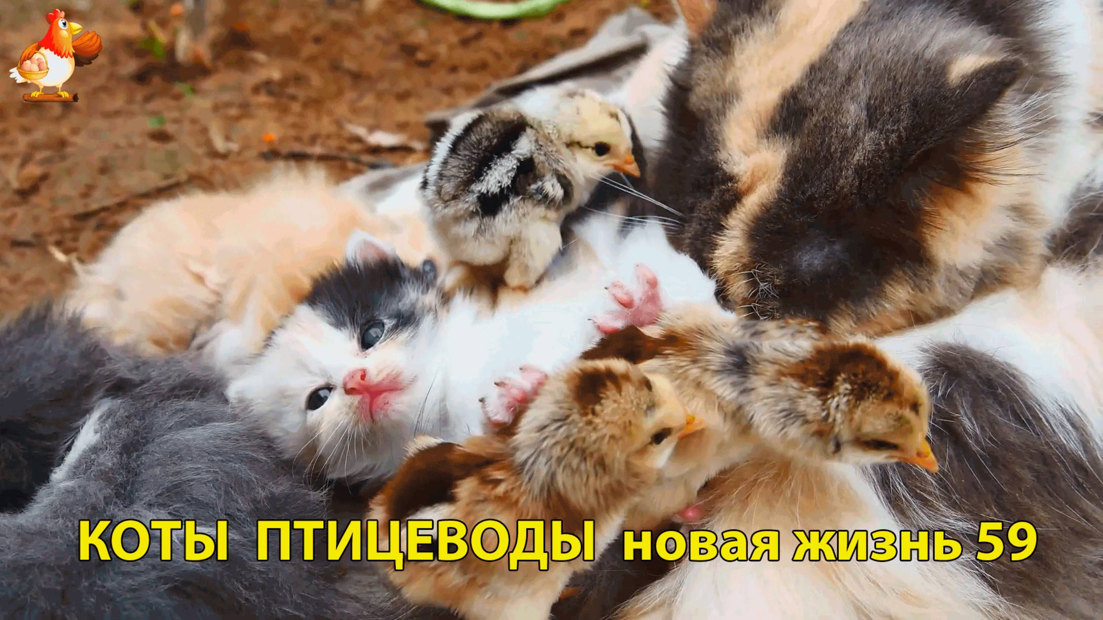 Коты птицеводы со своими подопечными 😹🐈🐈 Новая жизнь – выпуск (59) ❣️🤗😂