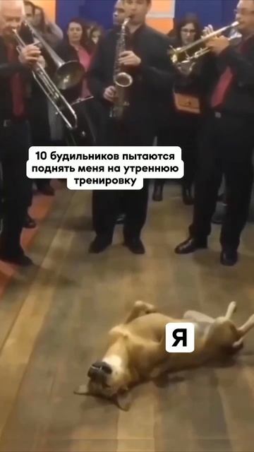 Скачивай БЕСПЛАТНО в моем ТЕЛЕГРАМ канале видео и стикеры для оформления твоих сторис!