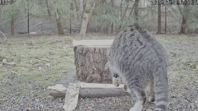 Кот не хотел чтобы кошки не видели что он кушать хочет