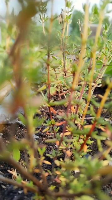 Дача с нуля