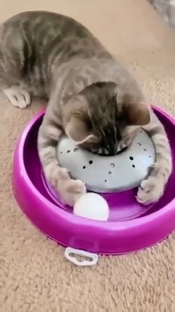 Осторожно, котики!18