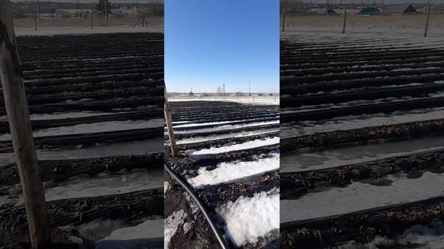 Состояние клубники после аномальной зимы.