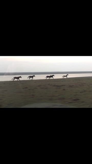 Лошади на Маныче