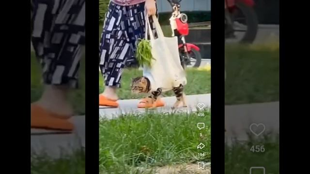 Смешные коты и не только 🤣 Сборник смешных видео про животных 🤣🤣🤣
