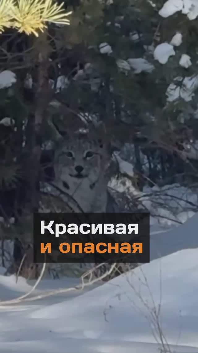 Красивая и опасная