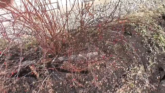 Все растения ждут лета. Готовы хоть сейчас в грунт, на волю.