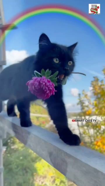 Мягких облачков ЧЕПУСИКУ И ВОЗРОЖДЕНИЯ 😇🌈❤️🙏😻