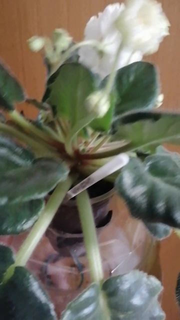 VID_20250314_124858.mp4