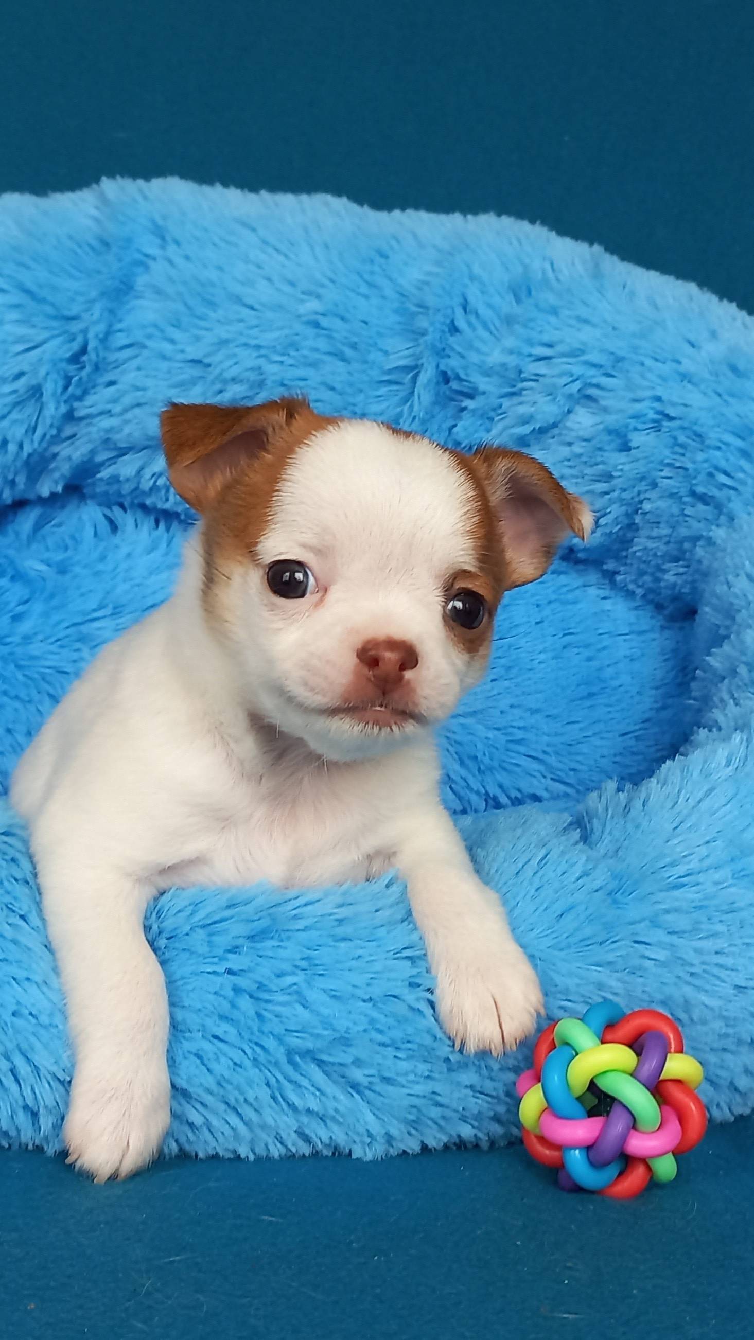 Очень нелегки
В неизвестность первые шаги.