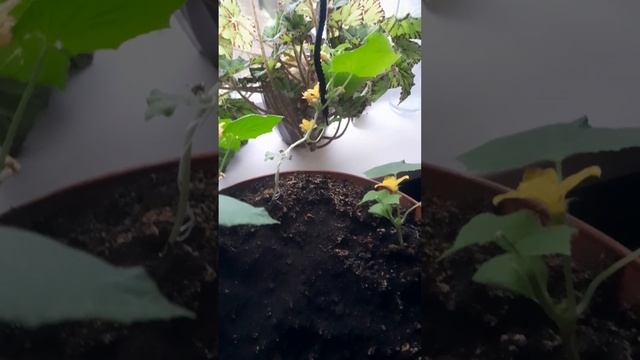 ОГУРЕЧКИ НА ПОДОКОННИКЕ