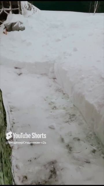 Зимние 🎅 истории 🦁🐯🐅🐆😺😻