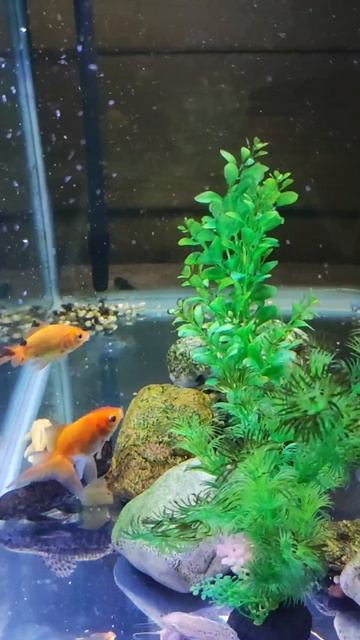 Relax fish #shorts #shortvideo #relaxing #asmr #relax #fish  #rec#relaxing #animals