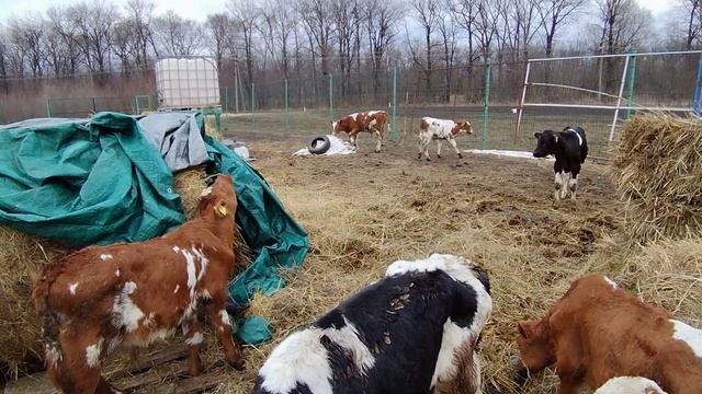 Вести с хоздвора.