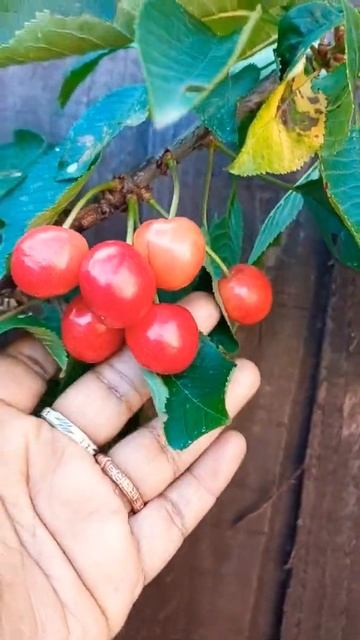 Fresh Cherries from my tree |Cherry Tree UK | #shorts #viral #garden #gardening