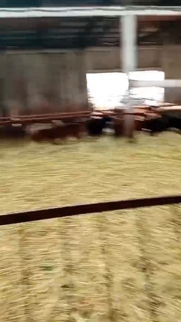 VID-20250315-WA0043