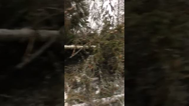 Валка в лесу
