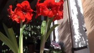 Mes amaryllis. Orange (Vaucluse), le 25 mars 2021.