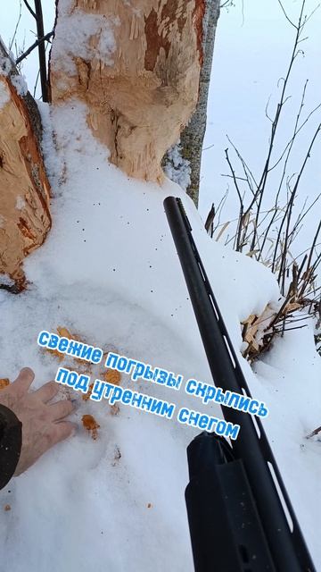 Охота на бобра зимой