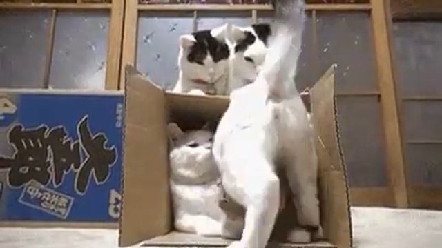 Смешные видео(69)