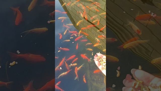 1001829356.mp4
