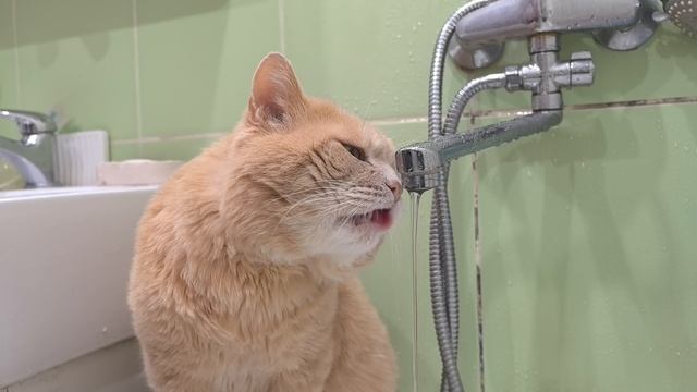 Кот пьёт
