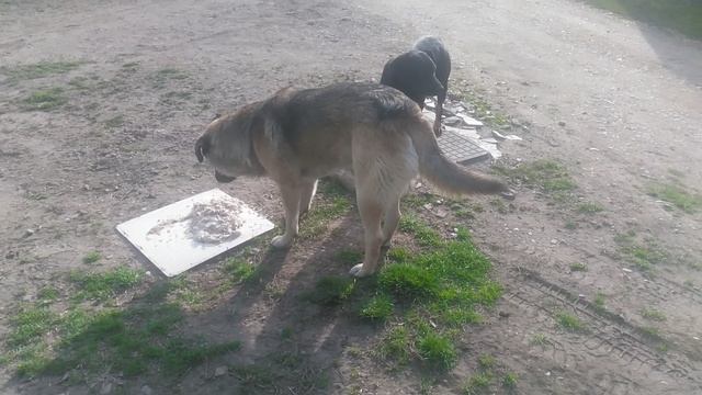 VID_20250313_155528