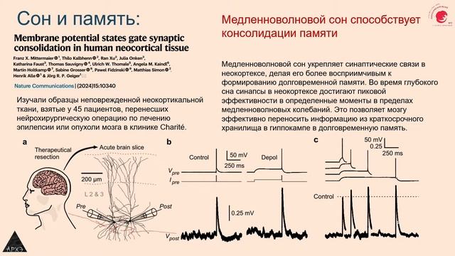 Исследования мозга итоги 2024 года