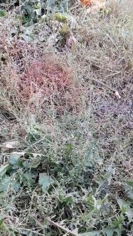 конте партиро