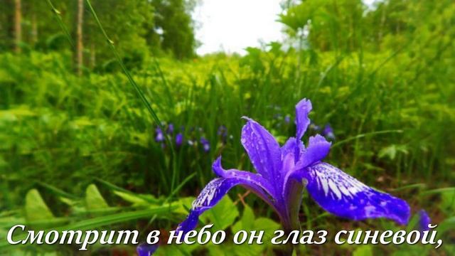 КУКУШКИНЫ СЛЁЗКИ