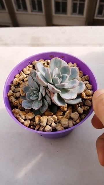 echeveria subsessilis monstrousa