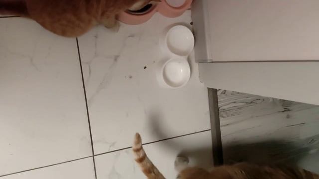 Два рыжих кота