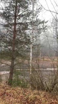 Наша деревенская осень. Мрачно, но красиво 😍