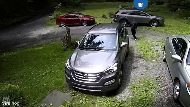 Самые безумные встречи с животными