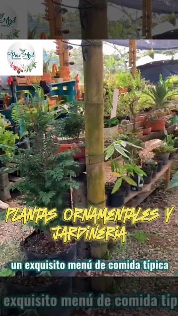 video pino azul vivero