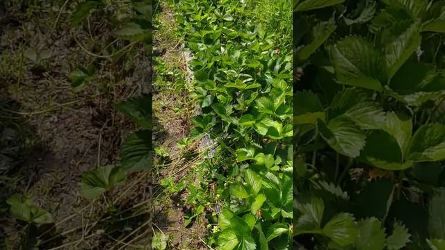 Усы клубники рассада клери