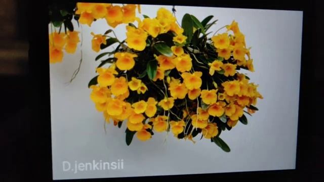 promo dendrobium spesial bunga super istimewah plant import