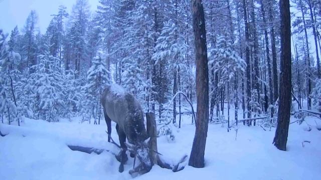 изюбрь на солонце